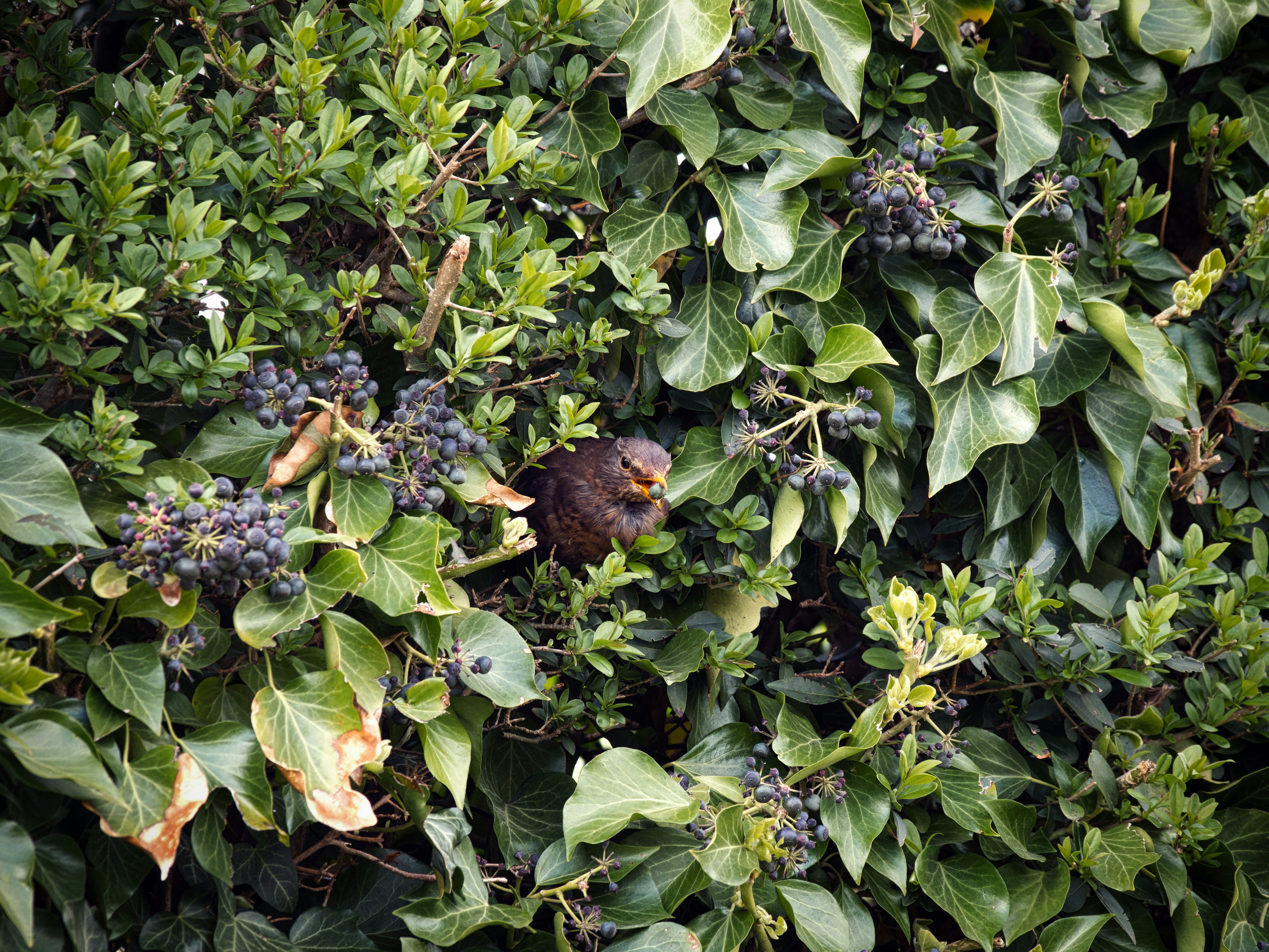 Biodiversité - les haies, lieu de vie et de passage