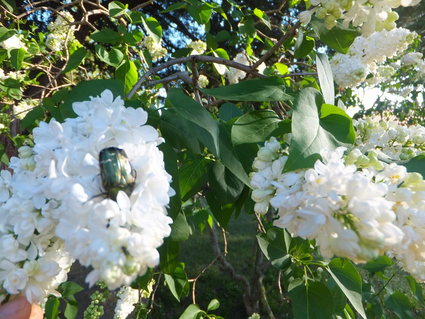 Le Clos Des Oliviers, Saint-Cannat - photo 17