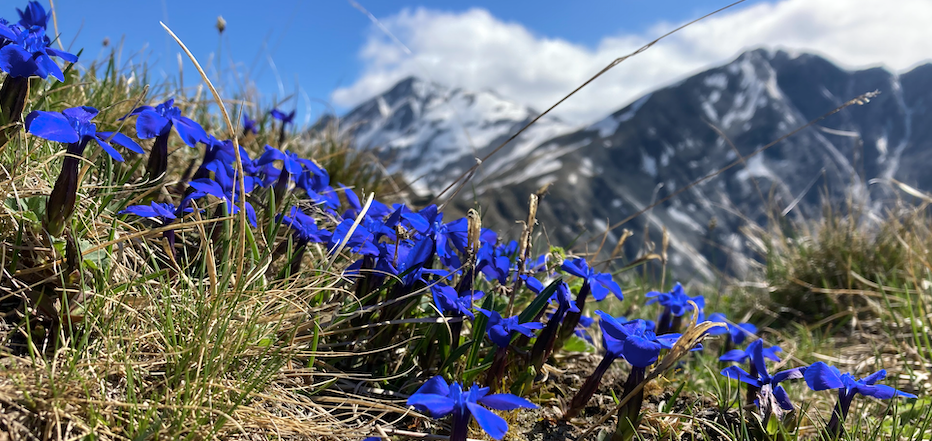 nature