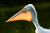Initiation à la photo animalière