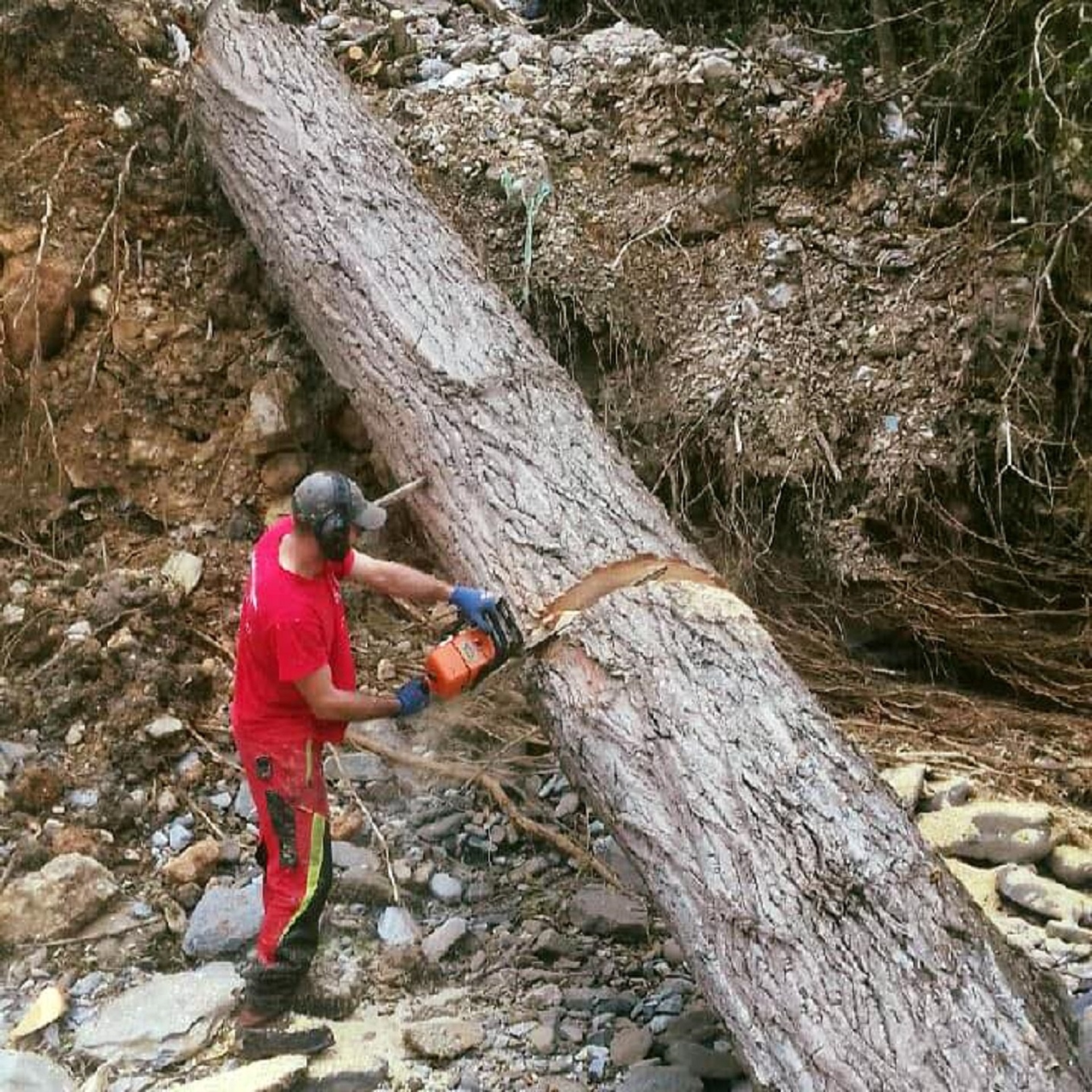 taille tronc d'arbre