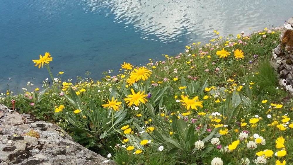 Lac et fleurs
