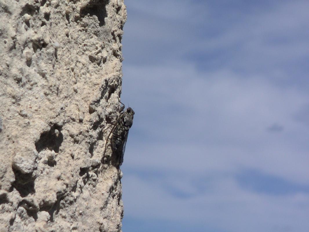 La Romarine, Cuges-les-Pins - photo 7