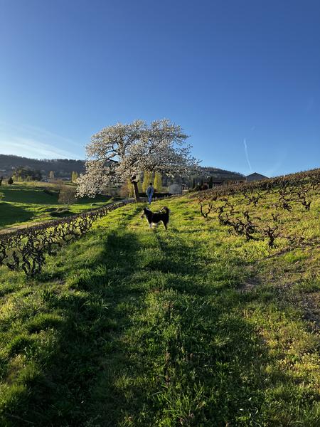 Parcelle de Régnié 