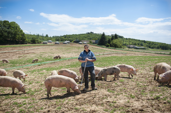 Vincent et les cochons de la ferme des ayasses