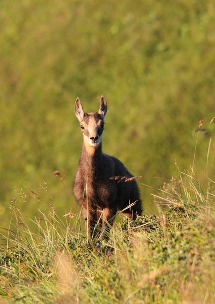Fleurs de nos montagnes, chamois et marmottes, randonnée accompagnée