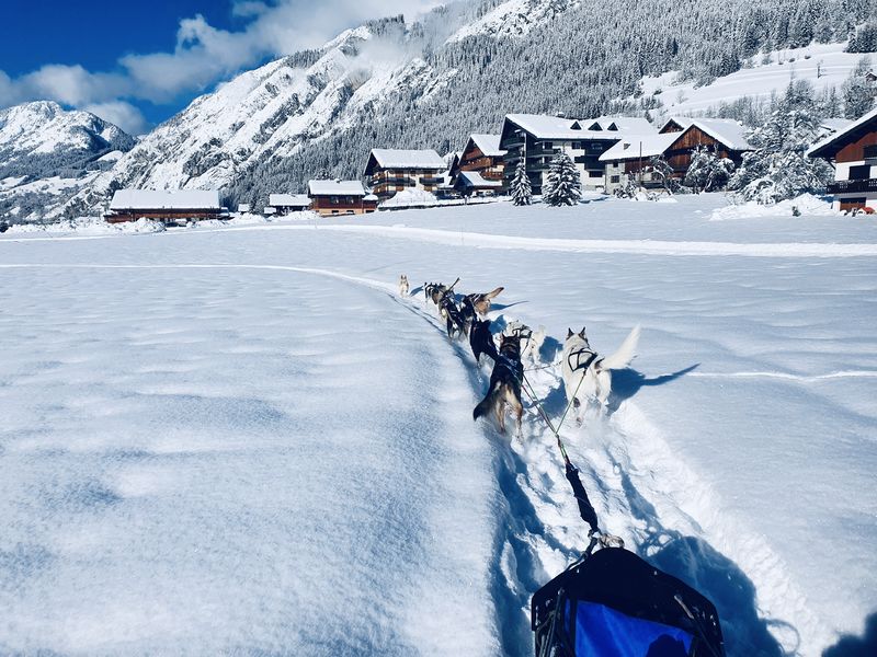 A ton étoile chiens de traîneaux