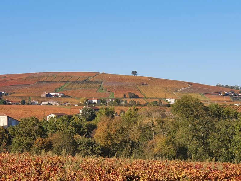 Le Py, Terroir de Morgon