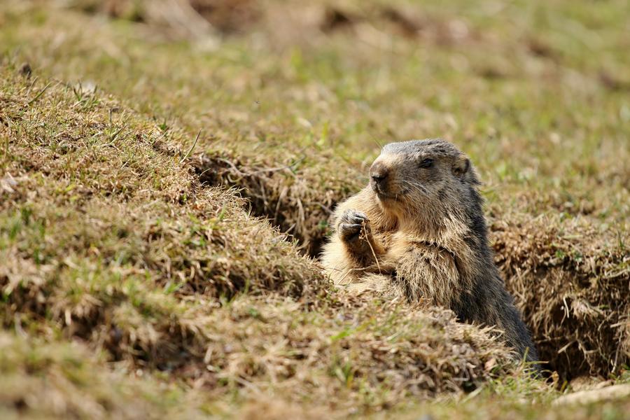 Marmottes Alpe du Grand Serre
