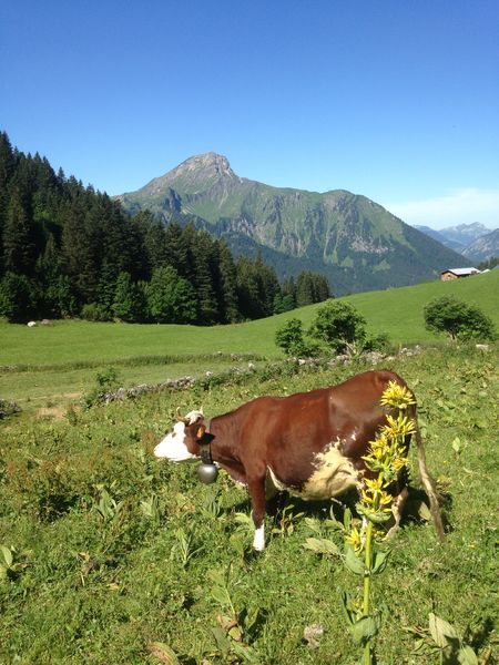 Chalet d'alpage de Barbossine