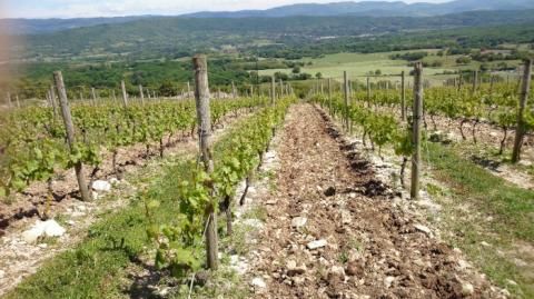 Domaine De La Beliere - Cerdon - Rongier Céline et Gaël