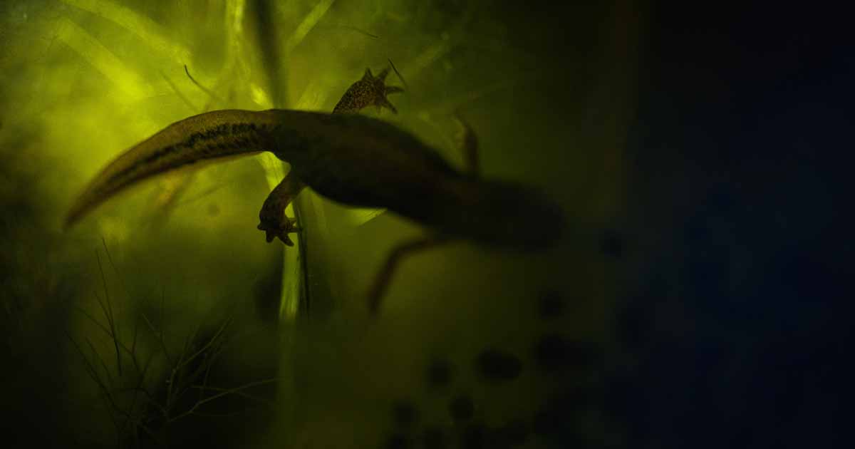 Atelier naturaliste : Dessine-moi un triton