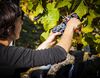 Vignes©DEJONGHE (1) Vendanges dans le vignoble saint-pourcinois Ⓒ DE JONGHE