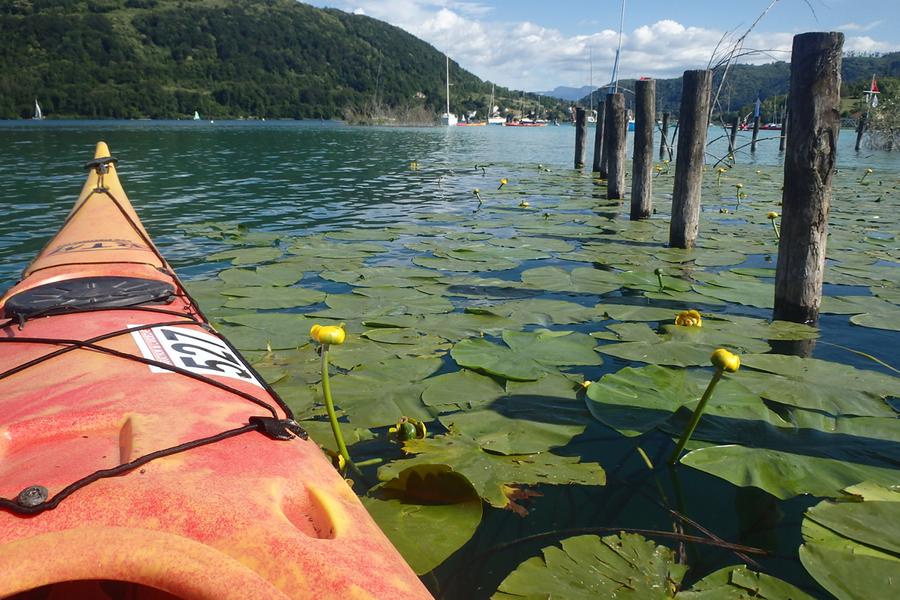 Faune & Flore du lac