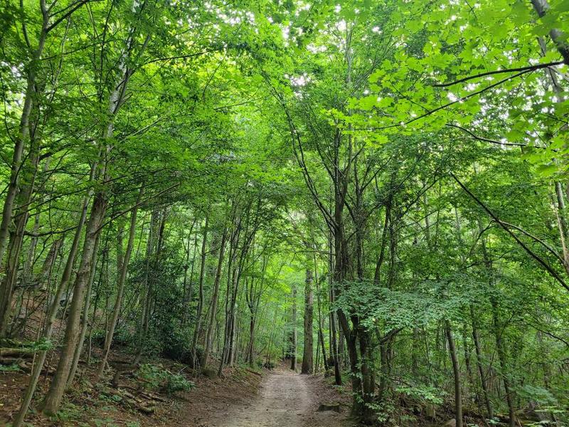 Bois de la Guyonnerie 