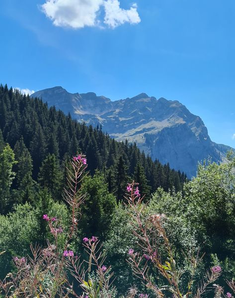 Vue sur le Roc d'Enfer en arrivant au sommet du Torchon