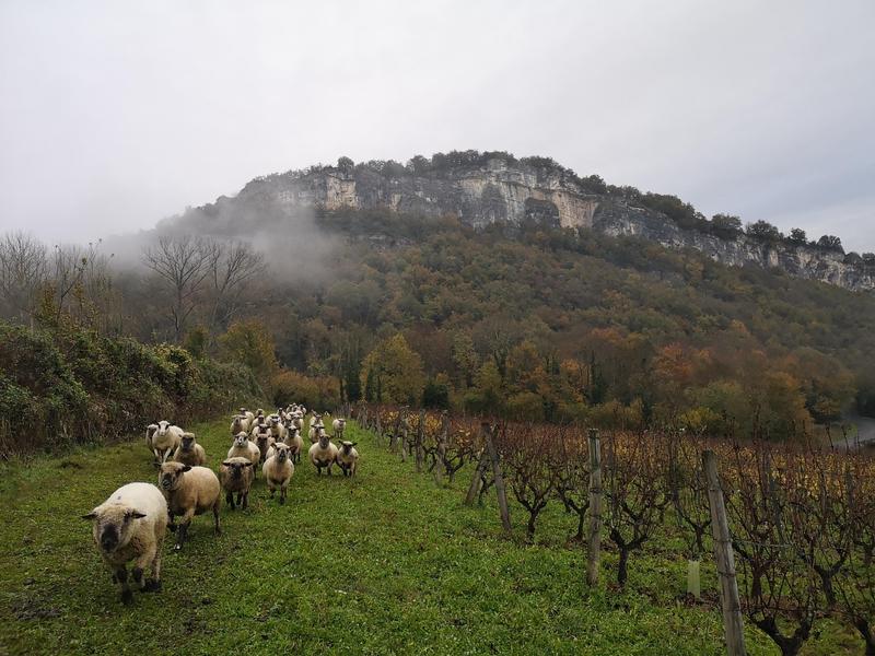 Ecopâturage dans les vignes