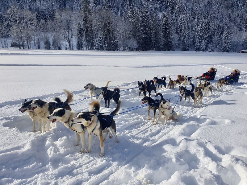 A ton étoile chiens de traîneaux