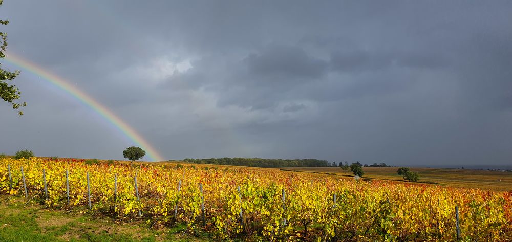 Les Grands Cras, terroir de Morgon