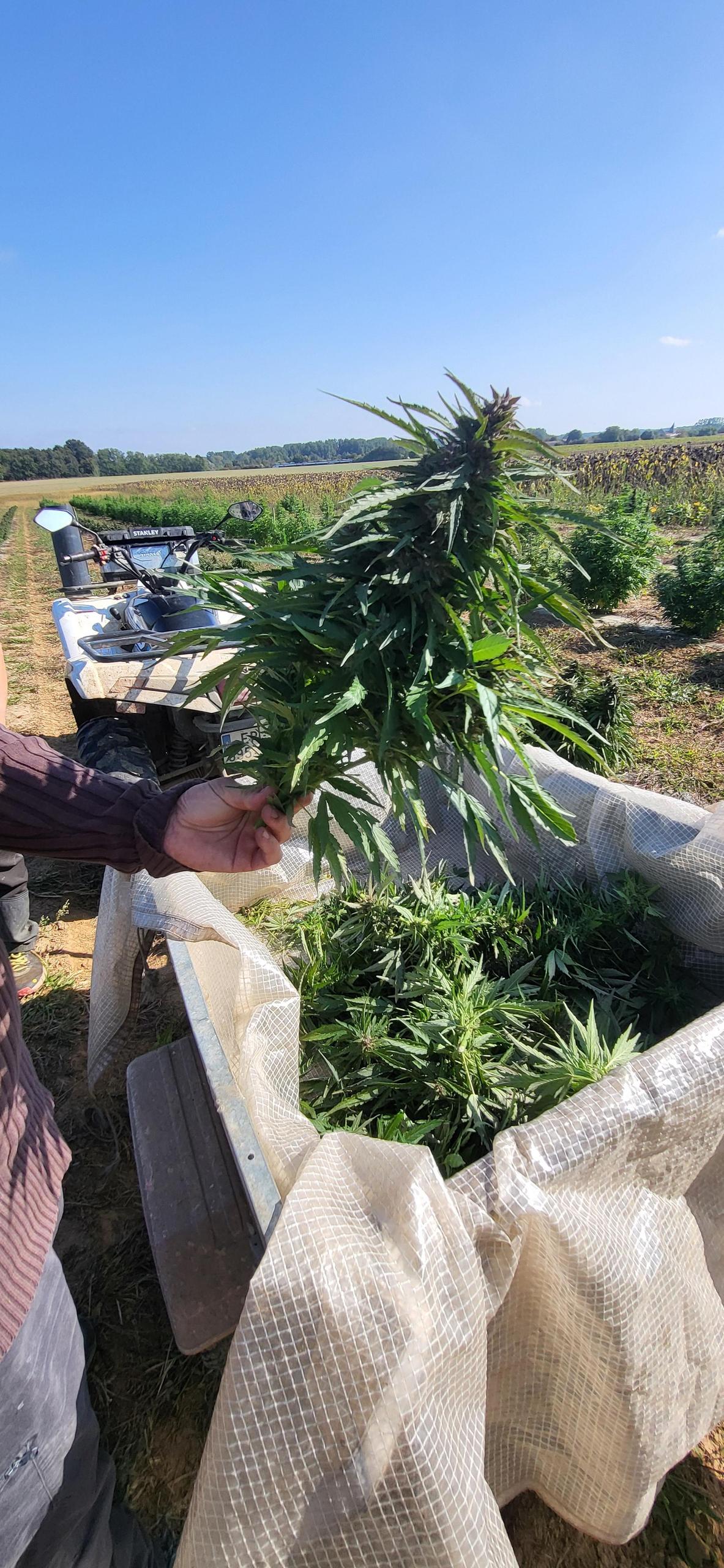 Découverte du Chanvre bio bien-être