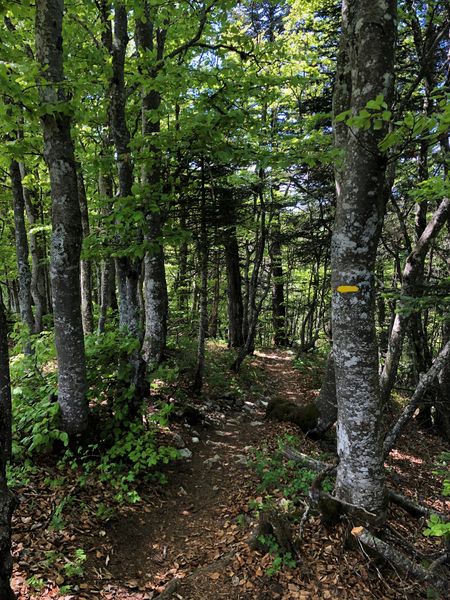 Trail sur les crêtes de Sur Lyand dans le Massif du Grand Colombier