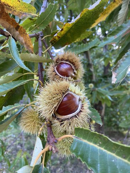Châtaigneraie Godissard_Collobrières