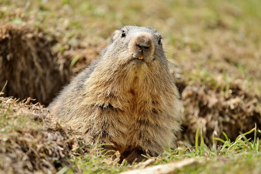 Randonnée Marmottes