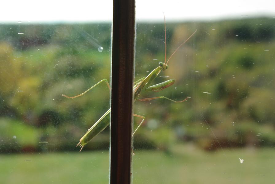 L'été à Salagon : Atelier Hôtel à insectes_Mane