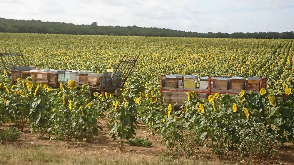 les abeilles de grands moulins Château-Landon