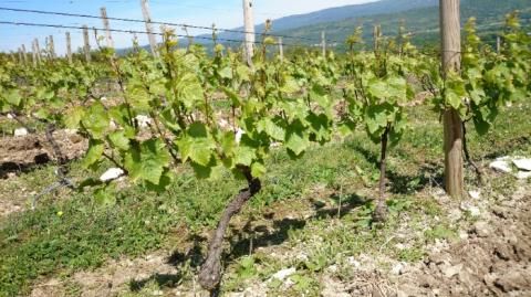 Domaine De La Beliere - Cerdon - Rongier Céline et Gaël