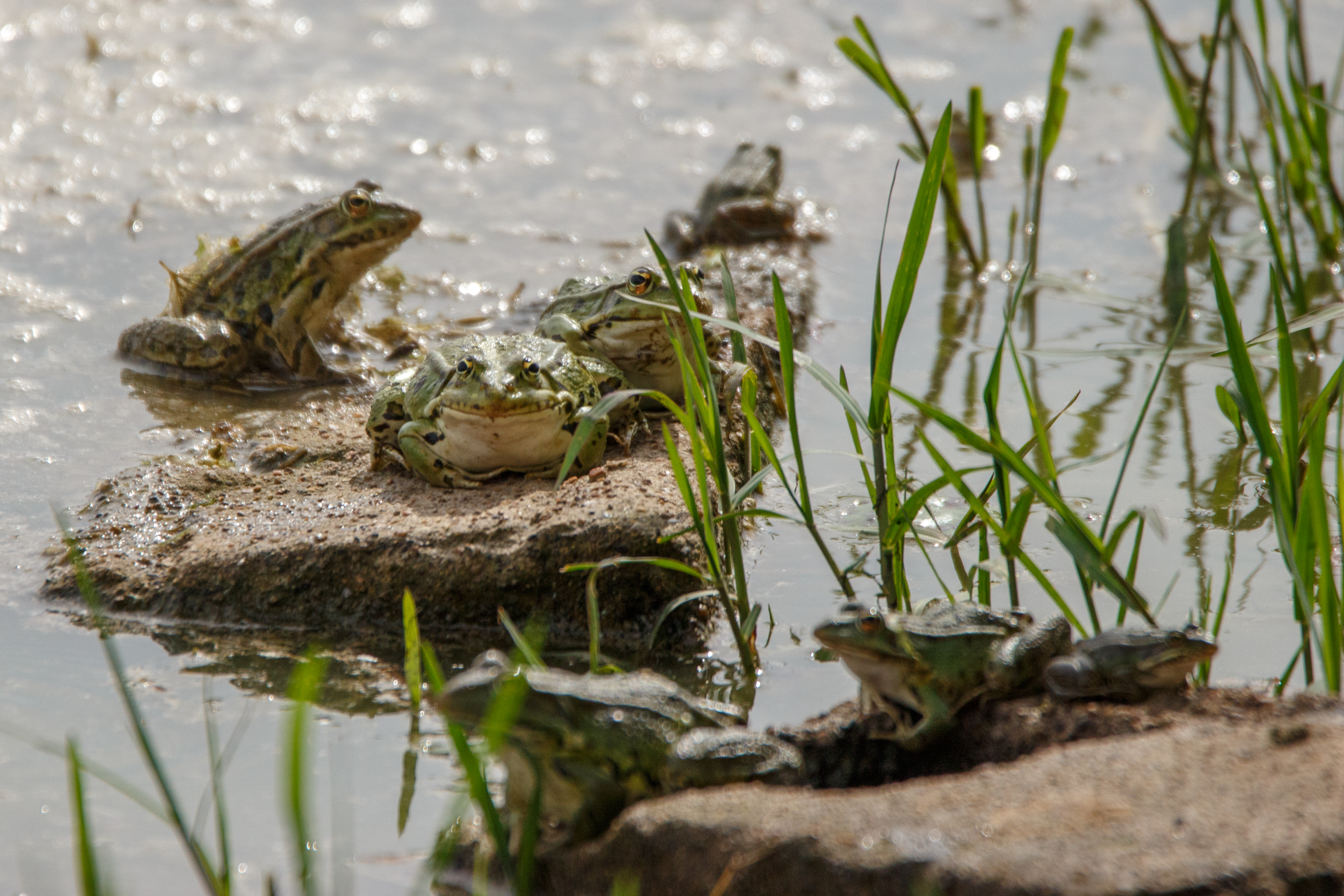 Grenouilles