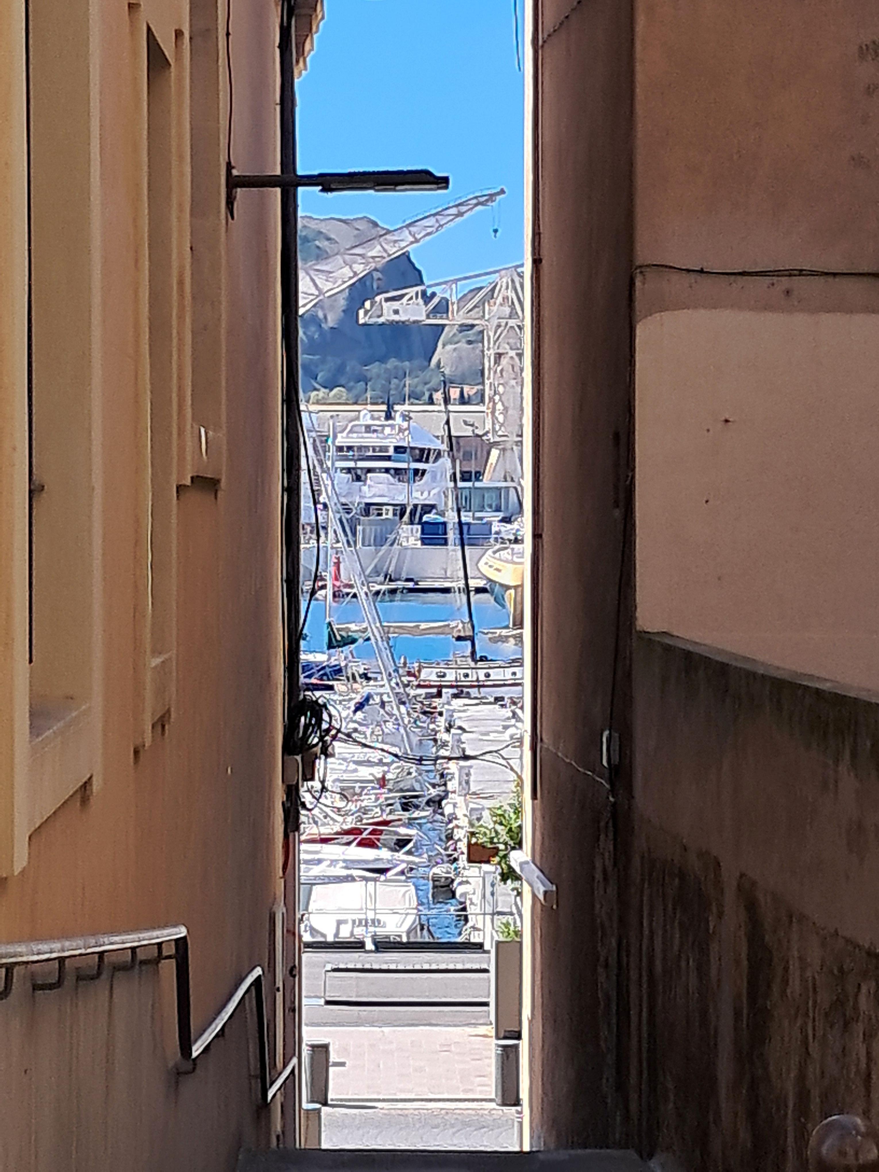 Anémone