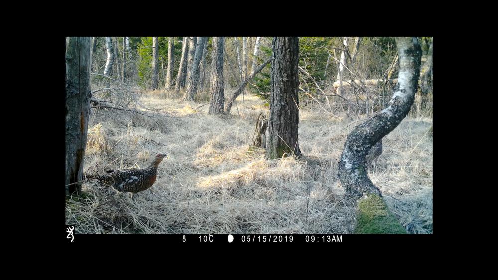 Extrait du film En un battement d'ailes