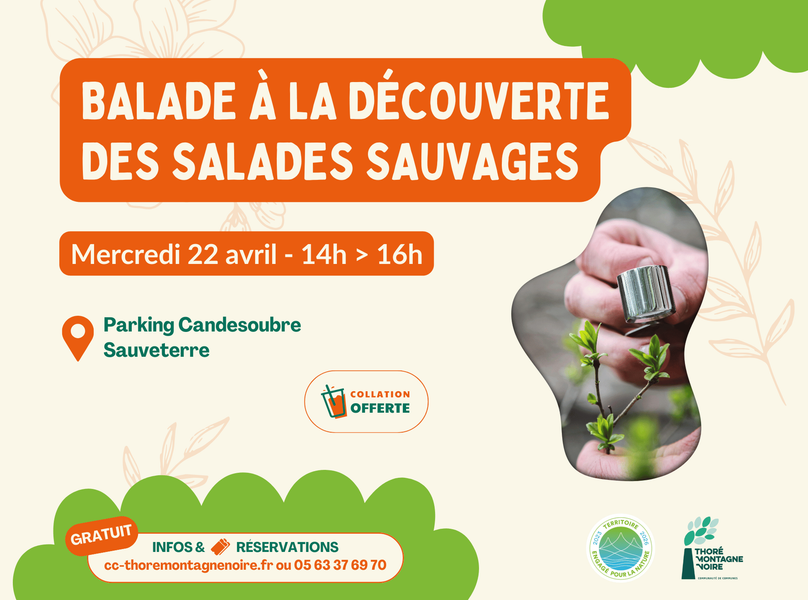 À la découverte des salades sauvages