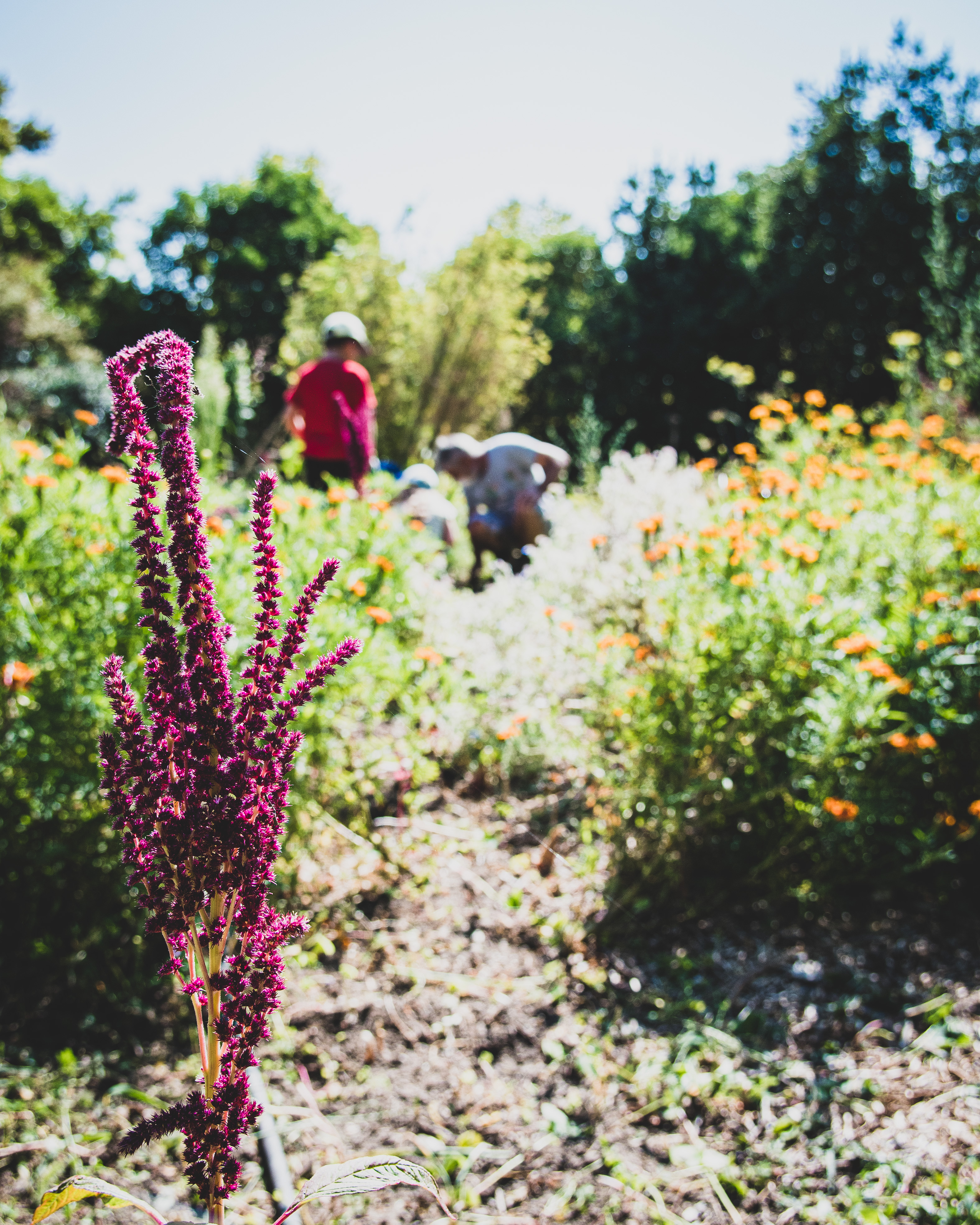 Relais nature Saint-Joseph, Marseille 14e Arrondissement - photo 3