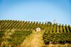 Vignes©DEJONGHE (5) Dans le vignoble de Saint-Pourçain Ⓒ DE JONGHE
