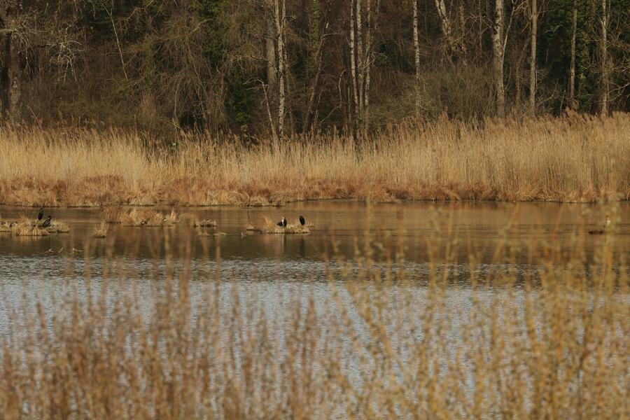 Étang de Salette_Courtenay