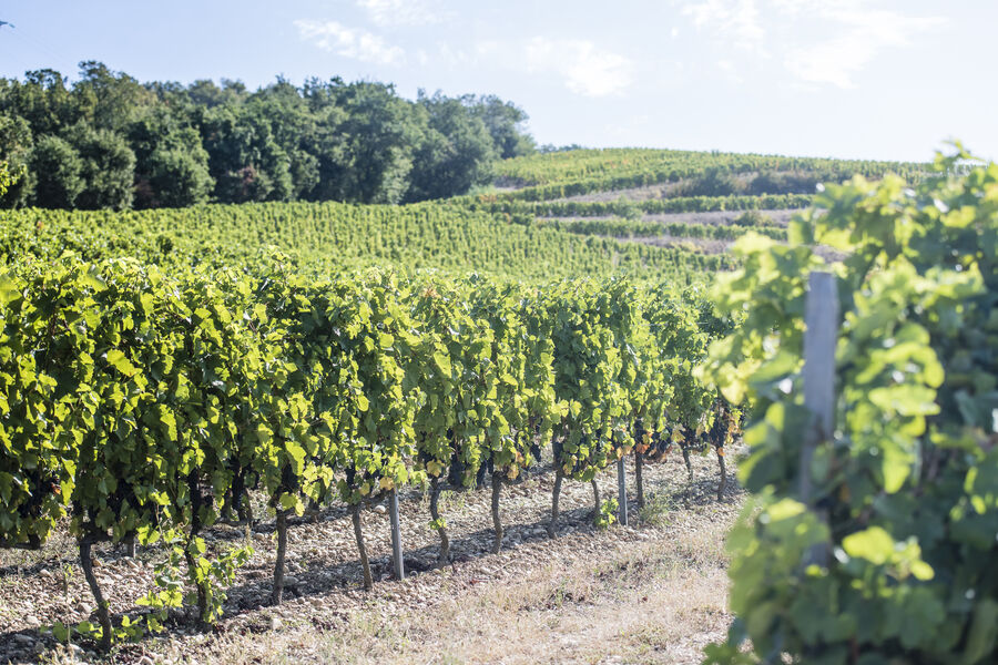 Domaine Laurent Fayolle