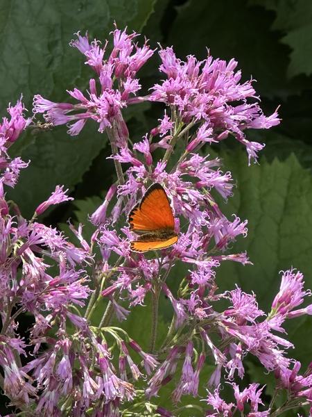 Balade botanique