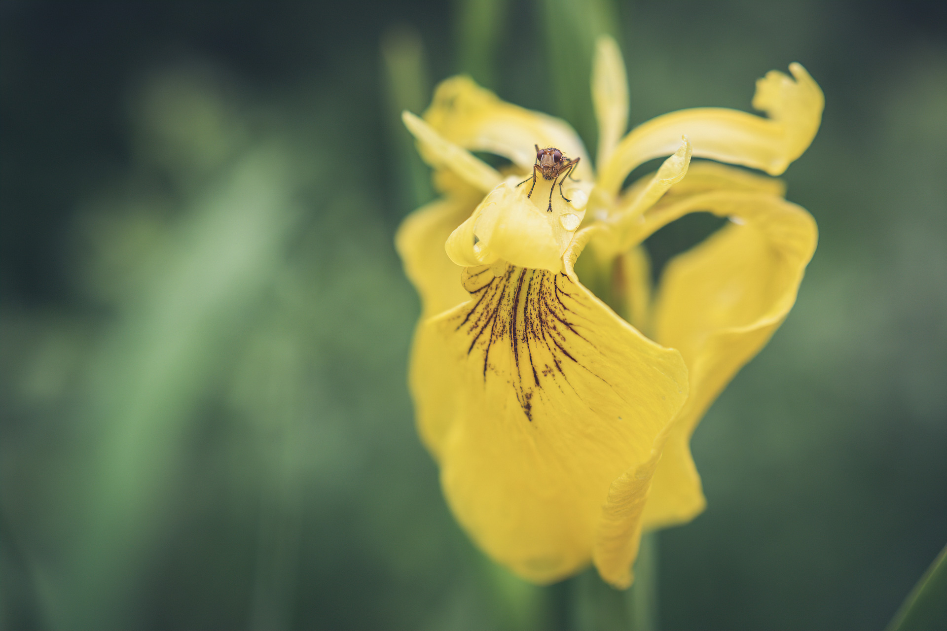 Orchidée avec une araignée