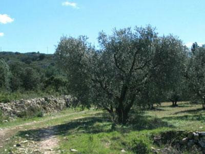 Collines de Lançon, La Barben - photo 3