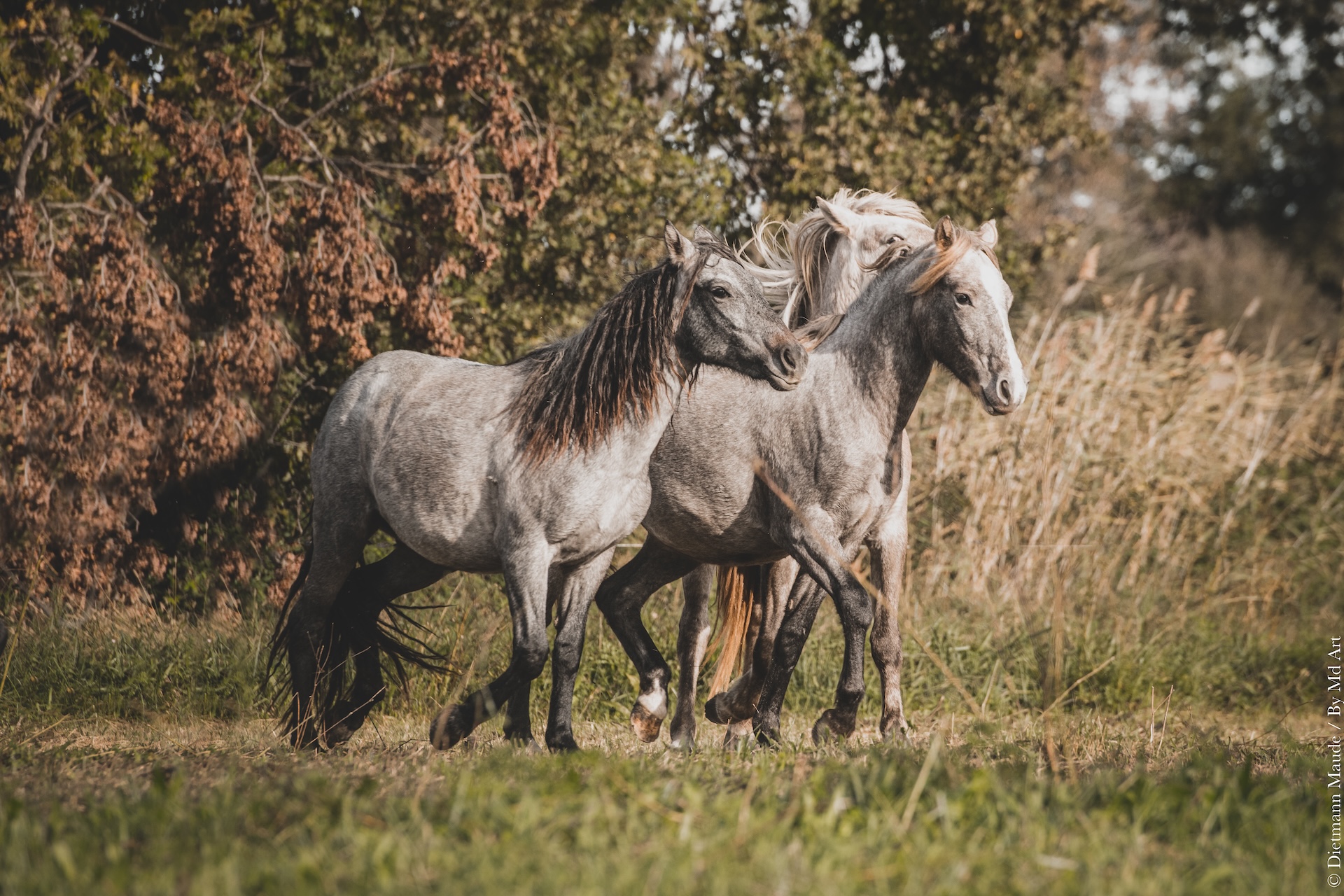 Elevage des prairies - Lait de jument de Camargue