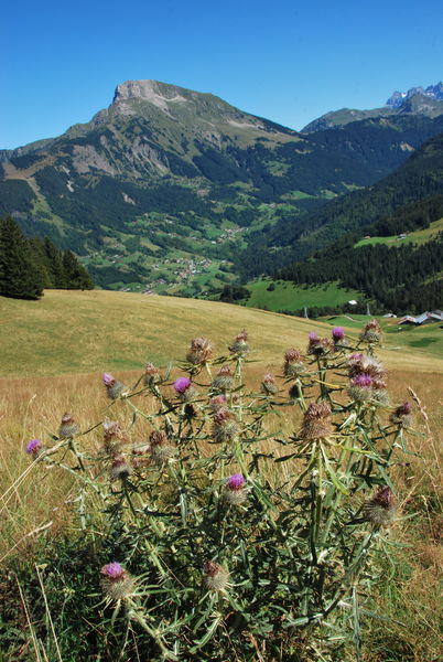 Randonnée Tour de la Pointe des Follys - Abondance