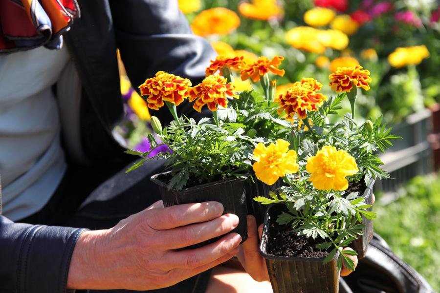 http://Marché%20au%20fleurs%20et%20plançons