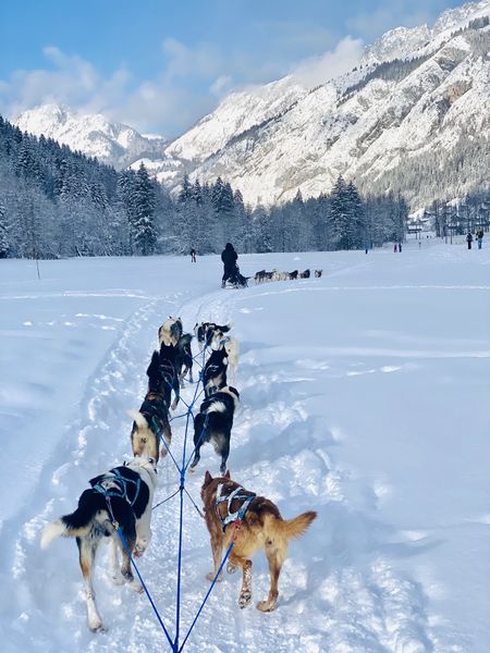 A ton étoile chiens de traîneaux