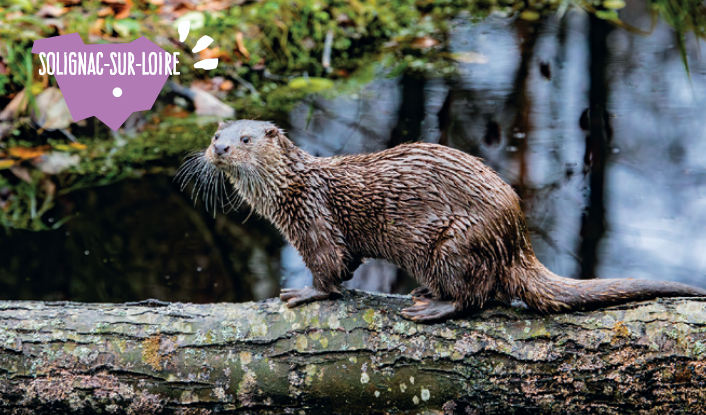 Sortie Nature : Sur les traces du castor et de la loutre