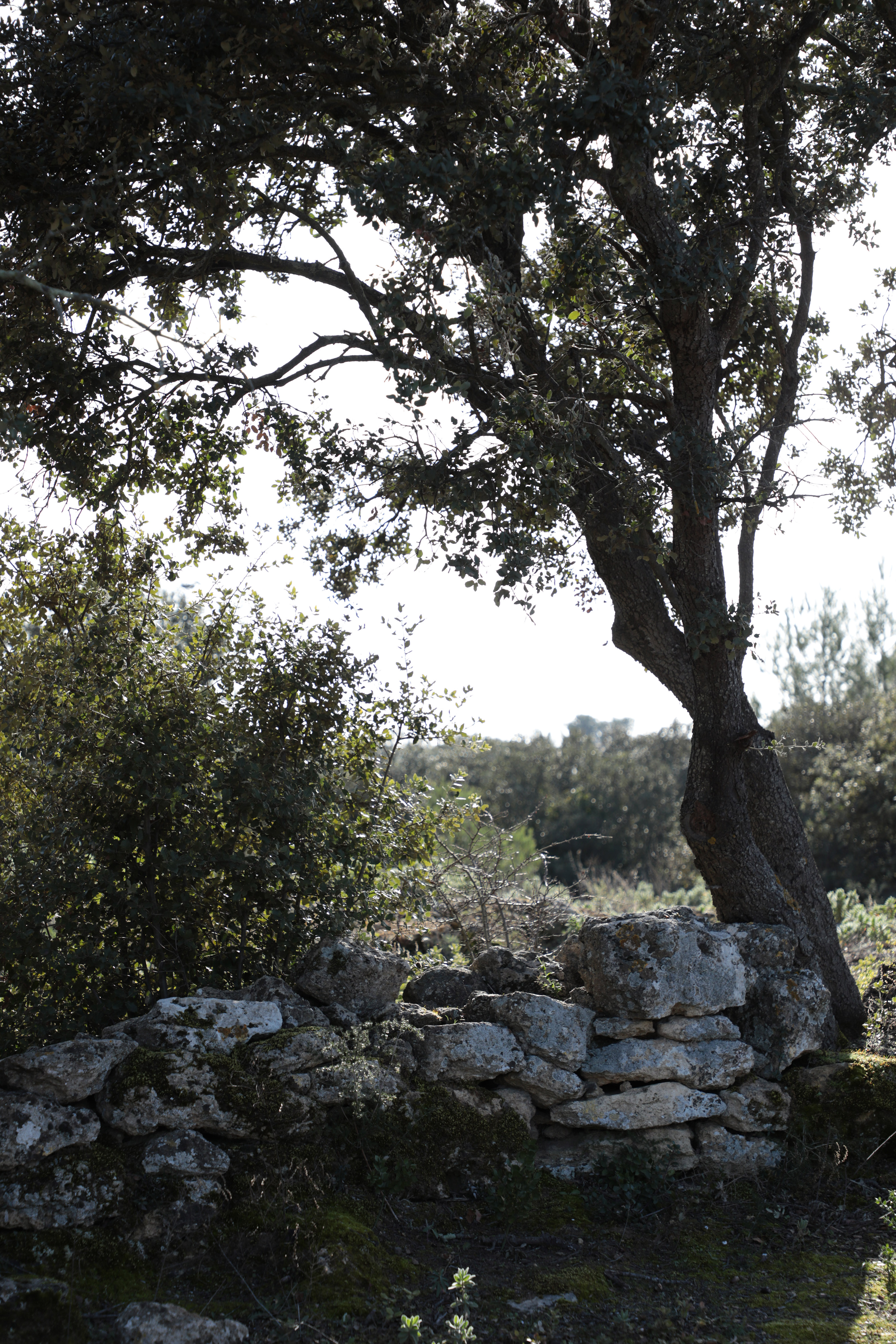 Cornillon-Confoux - Sentier du Mur des Abeilles, Cornillon-Confoux - photo 4