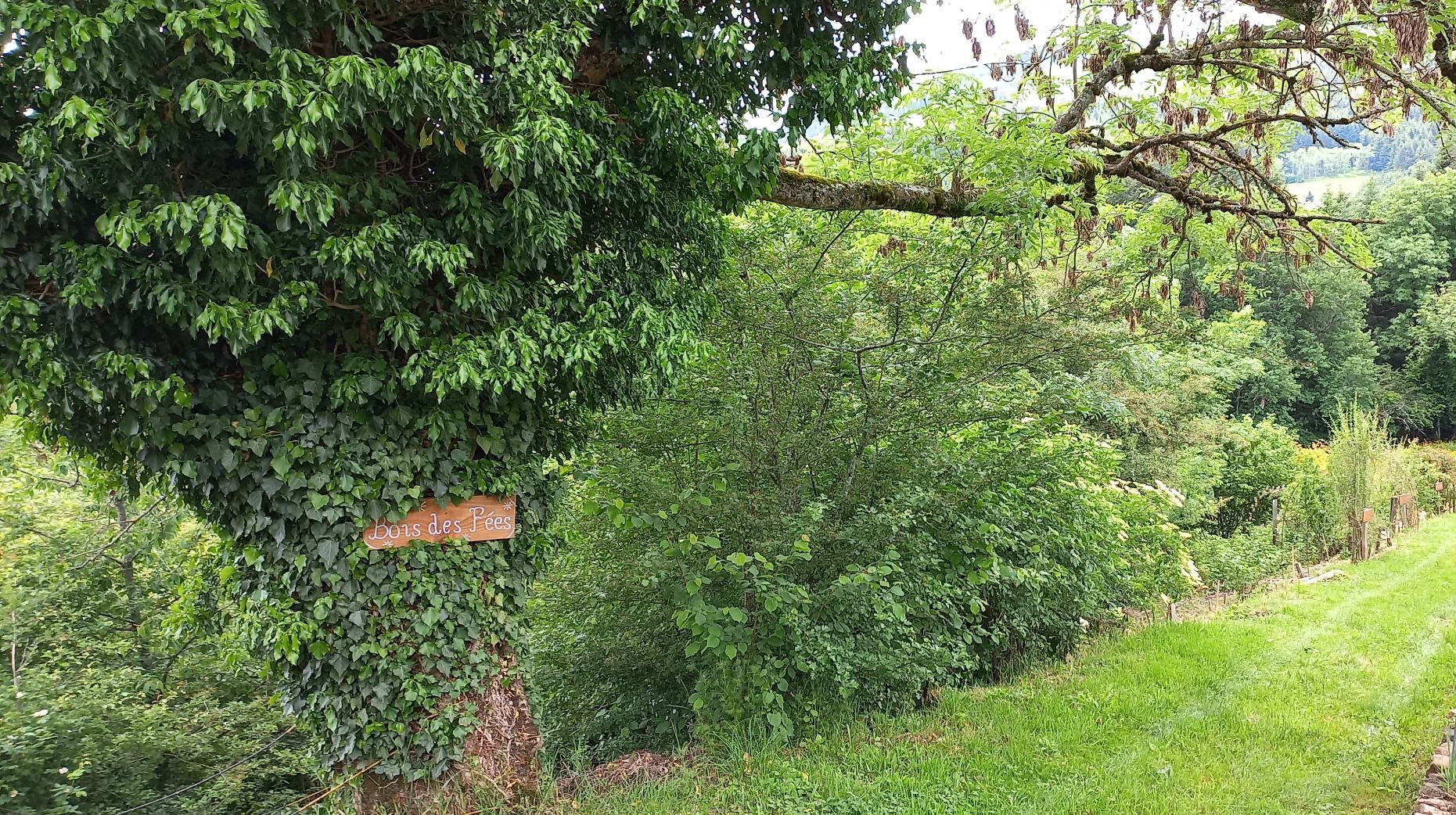 Bois des Fées