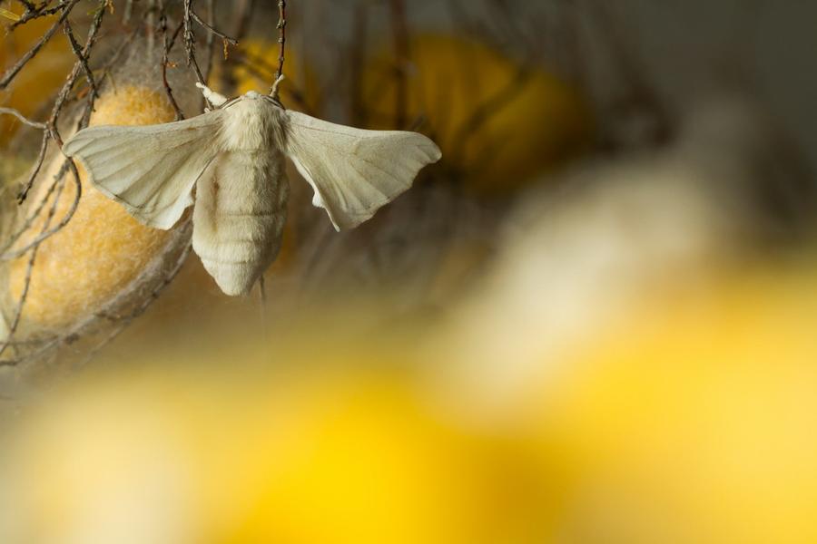 papillon Bombyx Mori