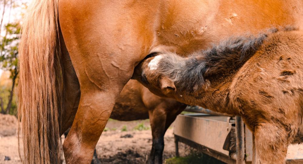 Au Fer à Cheval vous ouvre ses portes le 6 juin !